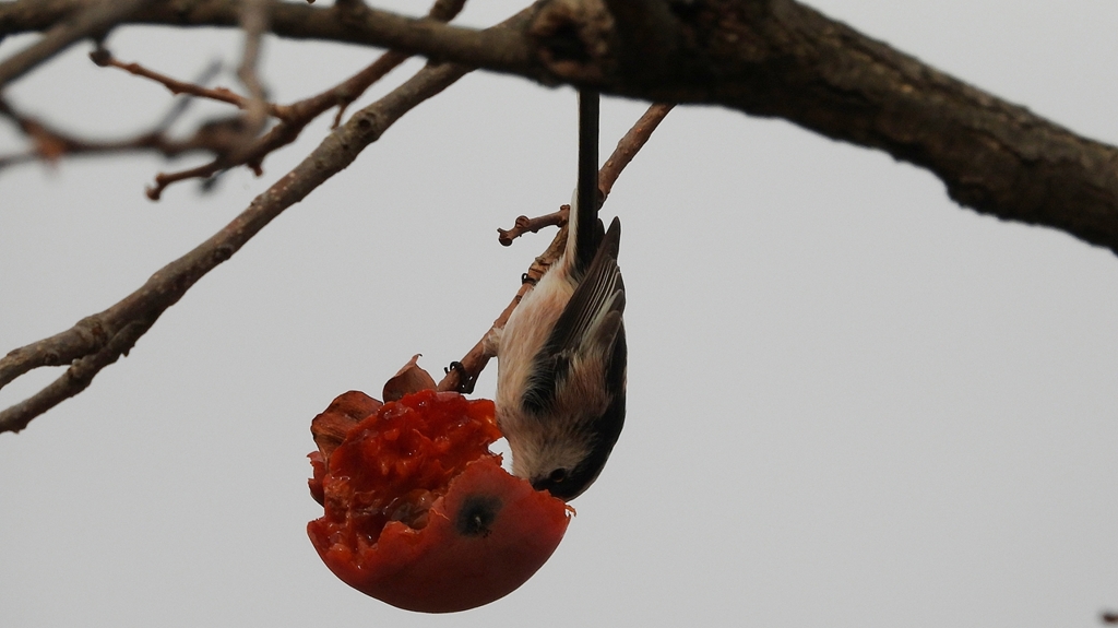 DSCN8550：エナガ