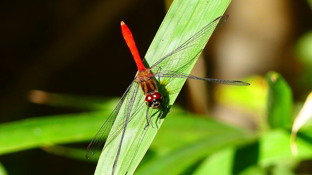 P2250740：マユタテアカネ（オス）