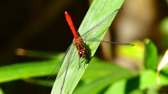 P2250740：マユタテアカネ（オス）
