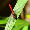 P2250740：マユタテアカネ（オス）