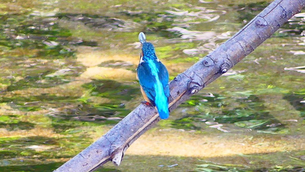 P2330434：カワセミ