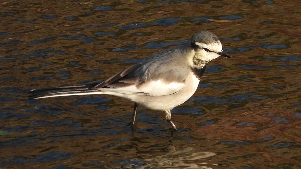 eDSCN3689：ハクセキレイ