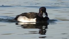 DSCN2847：キンクロハジロ（オス）