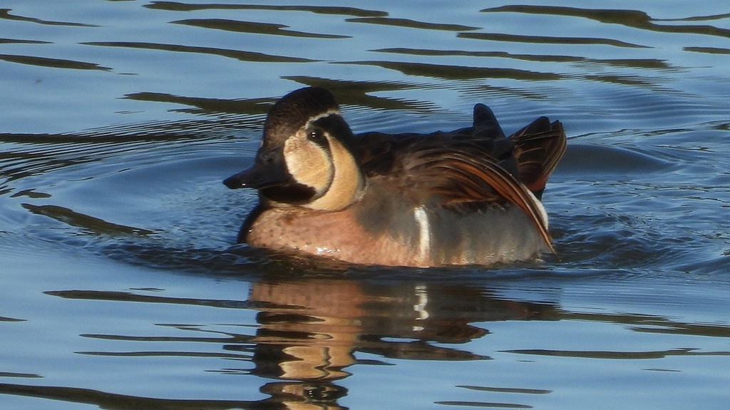 DSCN7844：トモエガモ（オス）