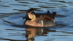 DSCN7844：トモエガモ（オス）