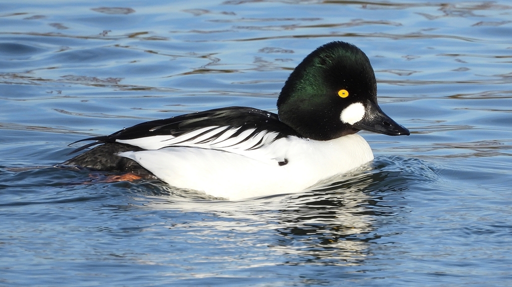 DSCN2500：ホオジロガモ（オス）