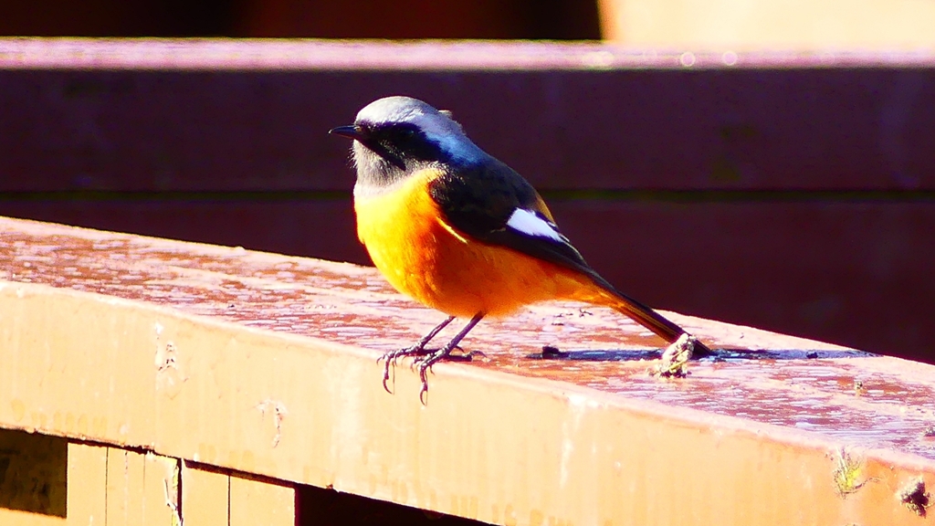 P2370571：ジョウビタキ（オス）