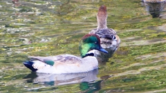 P2390625：ヨシガモ（オス）