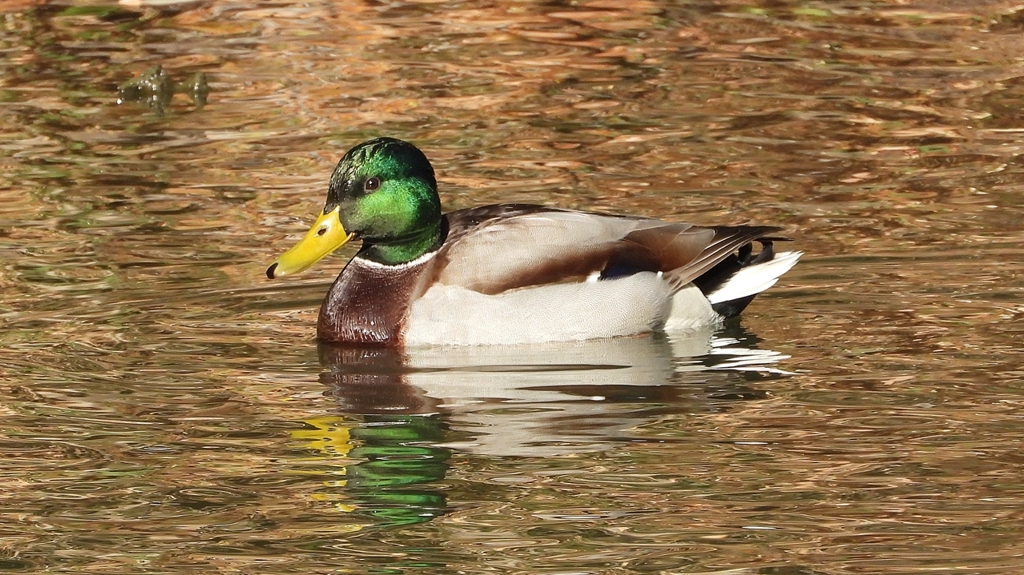 DSCN5103：マガモ（オス）