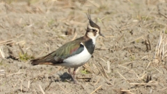 DSCN2692：タゲリ