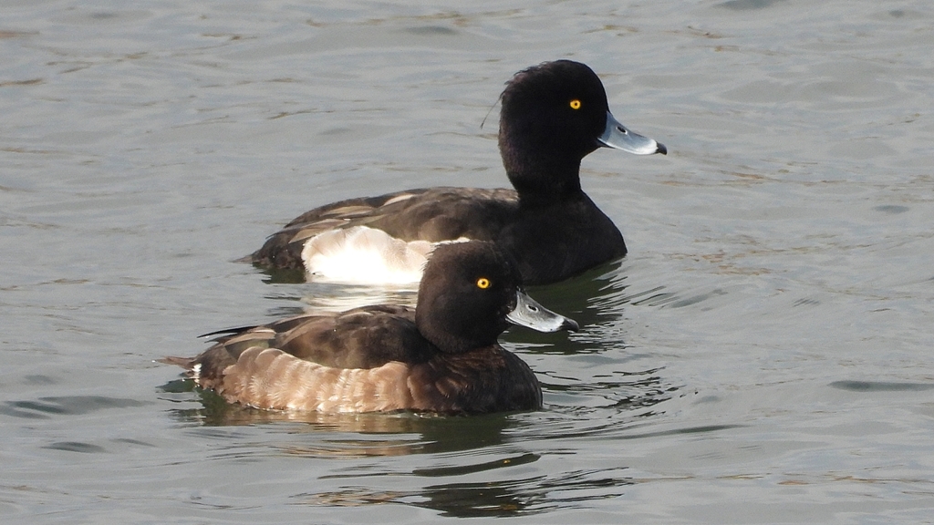 DSCN3968：キンクロハジロ