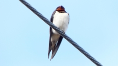 P1020475：ツバメ