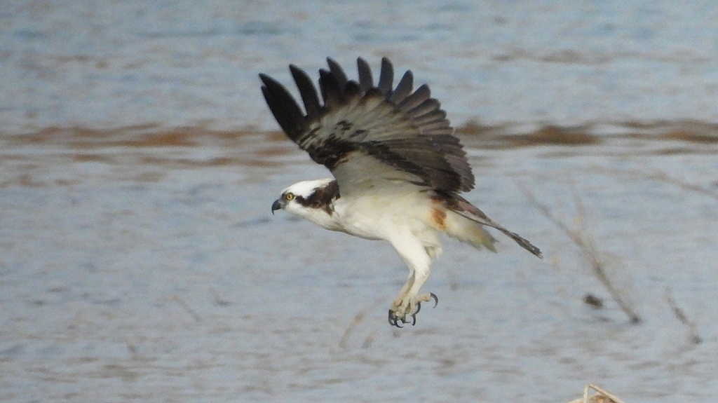 DSCN7394：飛ぶミサゴ