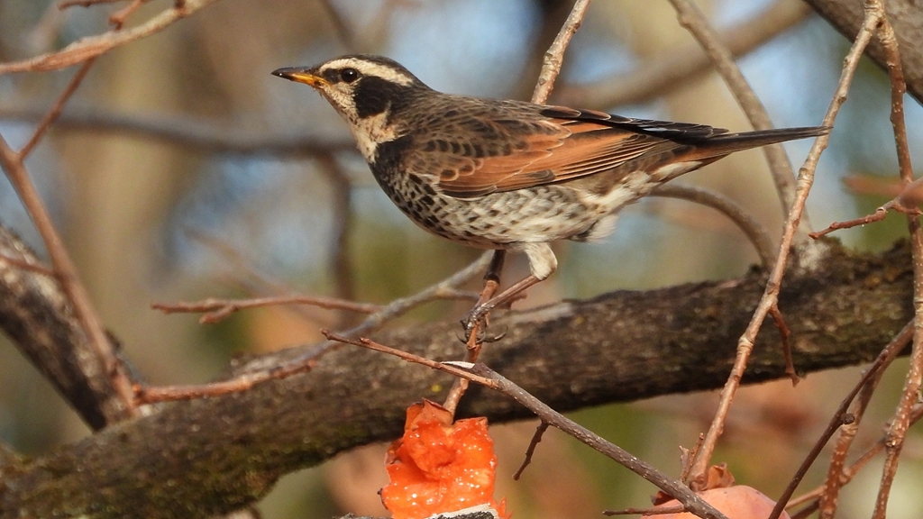 DSCN8395：ツグミ