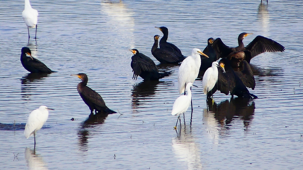 P2360833：カワウ他