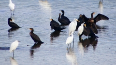 P2360833：カワウ他