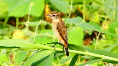 P2290405：ノビタキ
