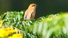 P2360949：モズ（メス）