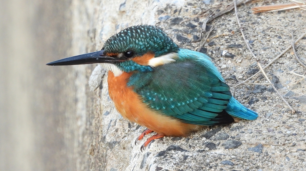 DSCN0542：カワセミ（オス）