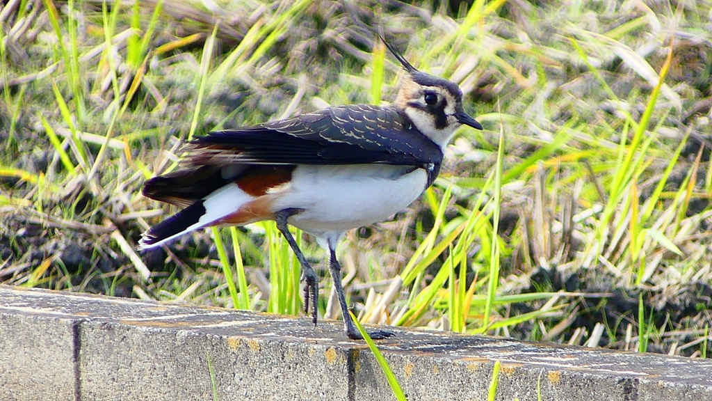 P2340803：タゲリ