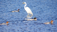 P2390038カワアイサ他