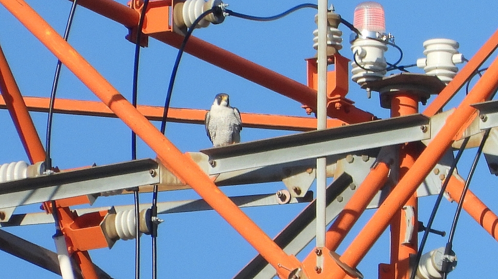 DSCN5686：ハヤブサ