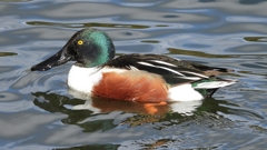 DSCN0225：ハシビロガモ（オス）