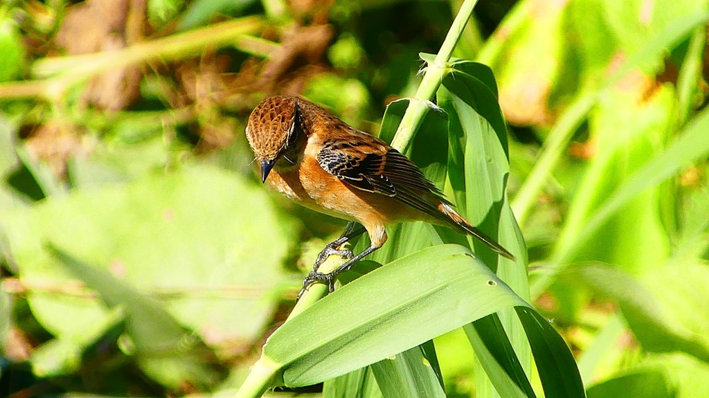 P2300330：ノビタキ