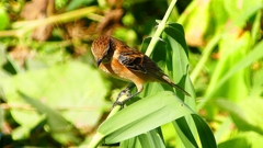 P2300330：ノビタキ