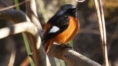 DSCN9009：ジョウビタキ（オス）