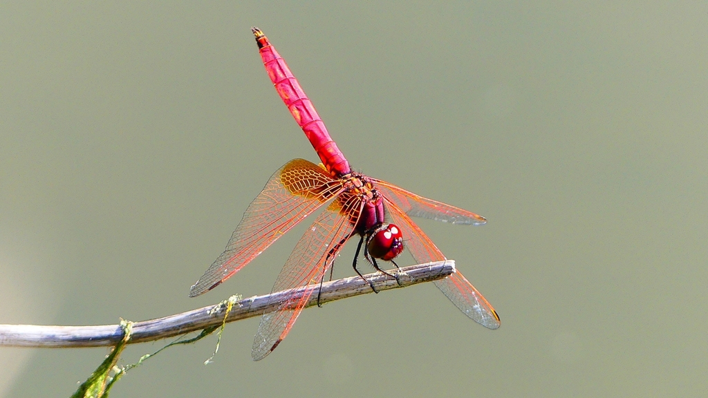 P2300682：ベニトンボ（オス）