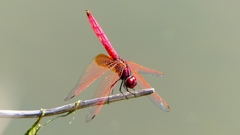 P2300682：ベニトンボ（オス）