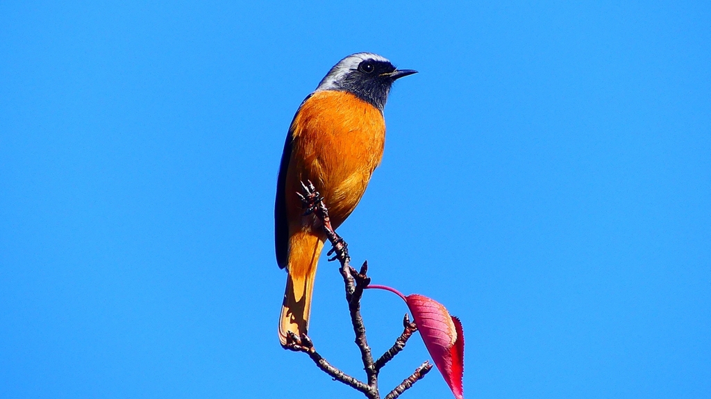 P2360188：ジョウビタキ（オス）