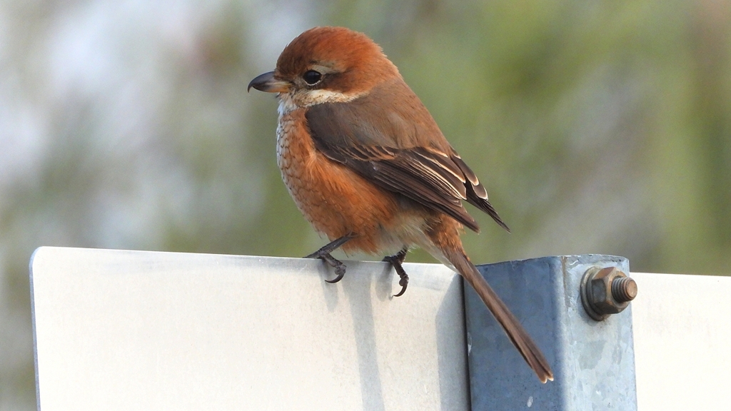 DSCN7448：モズ（メス）