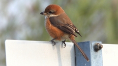 DSCN7448：モズ（メス）