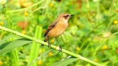 P2290393：ノビタキ
