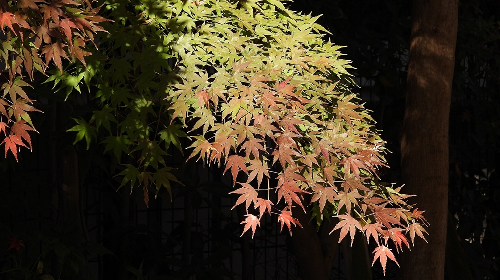 DSCN1297：青紅葉と紅葉