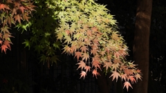 DSCN1297：青紅葉と紅葉