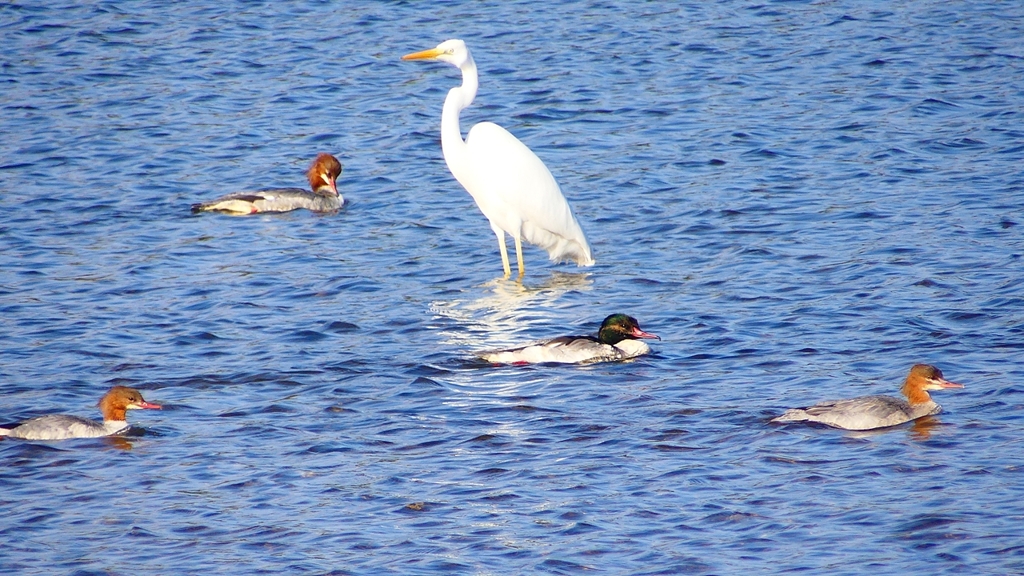 P2390037カワアイサ他