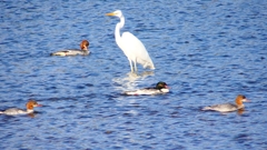 P2390037カワアイサ他