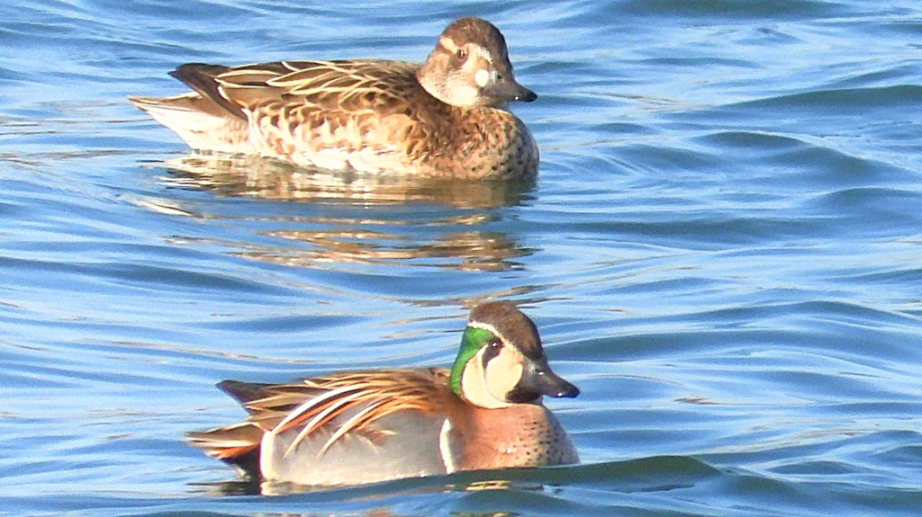 DSCN1132：トモエガモ