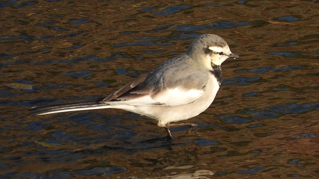 eDSCN3688：ハクセキレイ