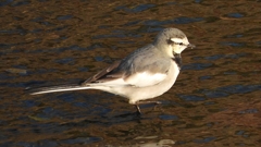 eDSCN3688：ハクセキレイ