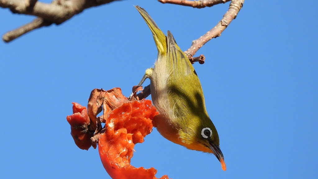 DSCN8713：メジロ