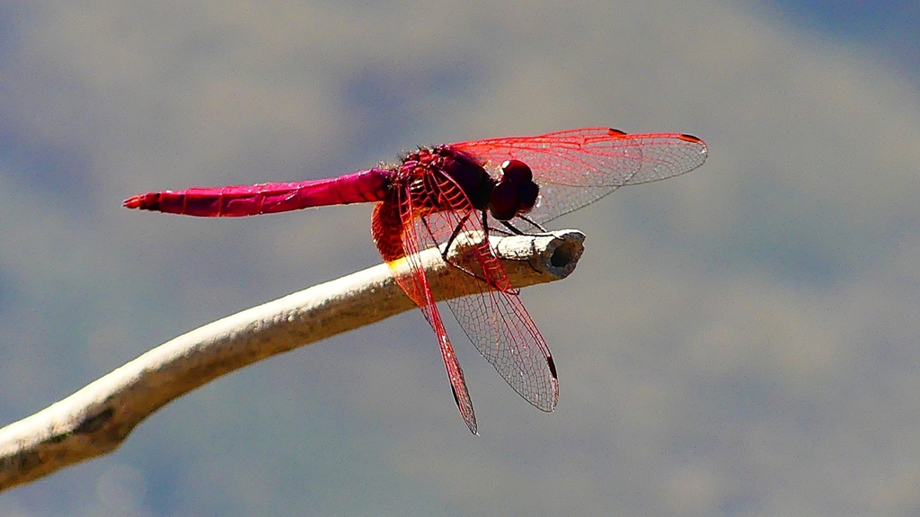 P2270200：ベニトンボ（オス）