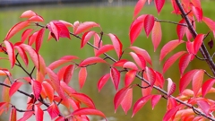 P2340224：サクラの紅葉