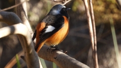 DSCN9034：ジョウビタキ（オス）