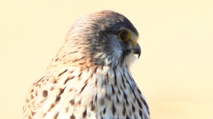 DSCN6714：チョウゲンボウ