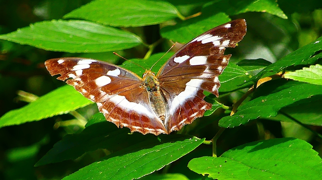 P2260495：メスグロヒョウモン