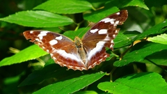 P2260495:メスグロヒョウモン P2260495:メスグロヒョウモン